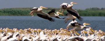 На Одещині подали 38 позовів через незаконне захоплення території Дунайського заповідника та Ізмаїльського ліспгоспу